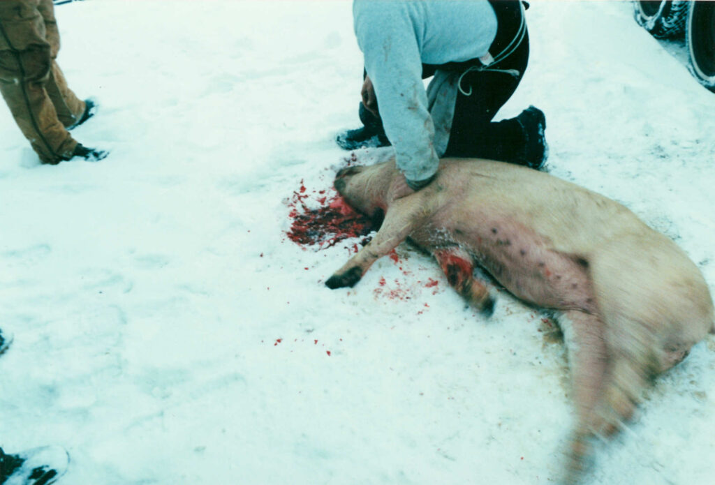 Bleeding Out Hog Butchering